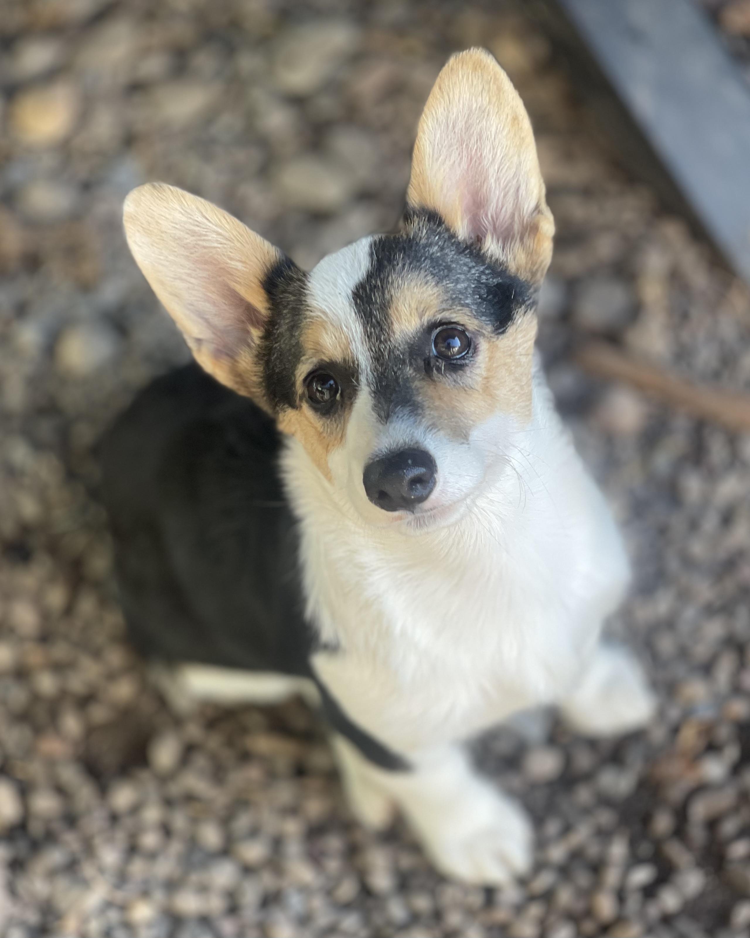 Enlarge Cooper, a Adopted Pembroke Welsh Corgi in Denver , PA image 1/5