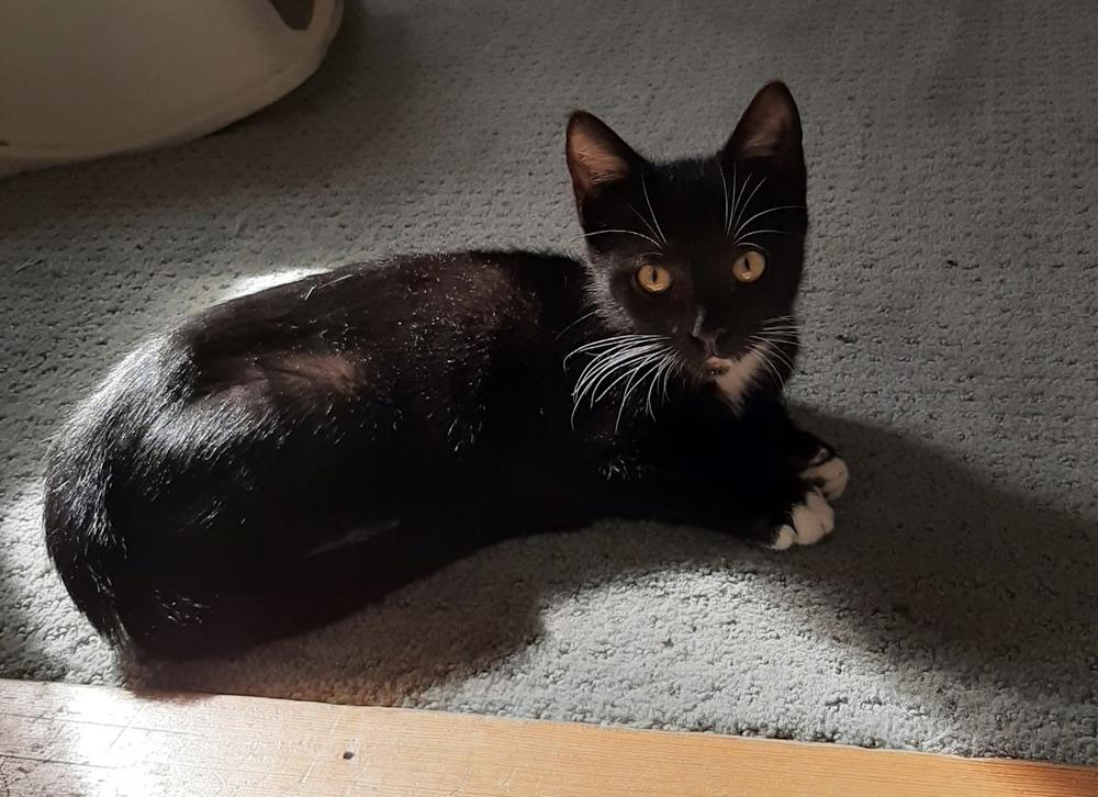 Oscar, Adoptable, Kitten Male Domestic Short Hair.