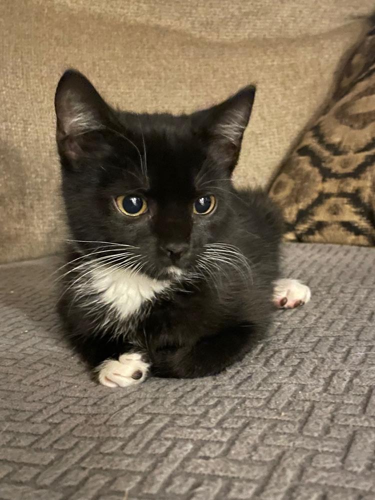 Oscar, Adoptable, Kitten Male Domestic Short Hair.