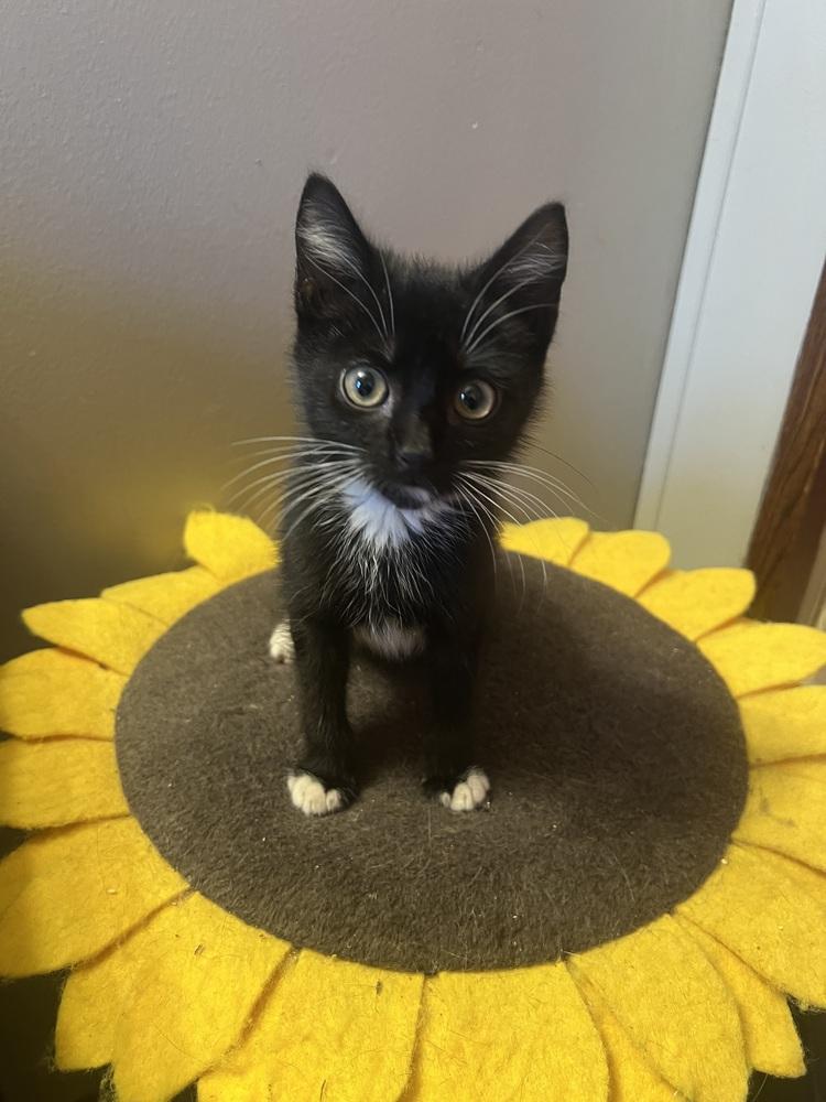 Enlarge Oscar, a Adoptable mixed breed in Wilmington, NC image 2/4