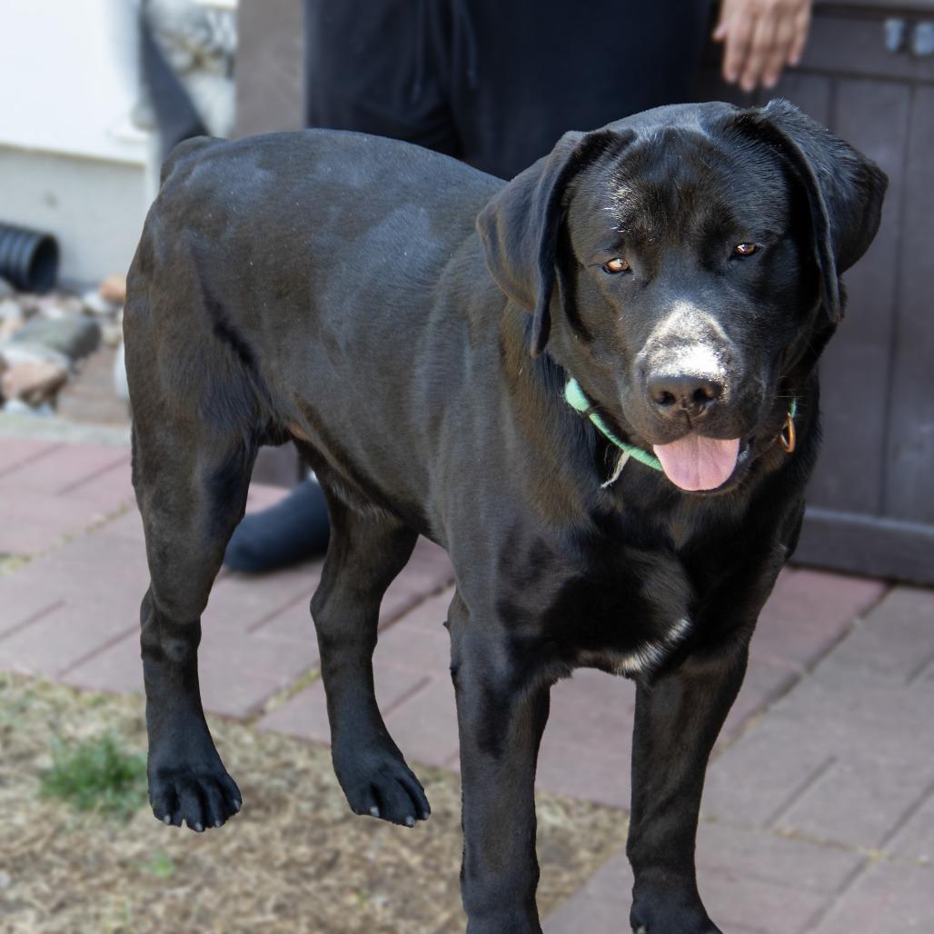 Enlarge Luca, a Adoptable Labrador Retriever in Wichita, KS image 2/6