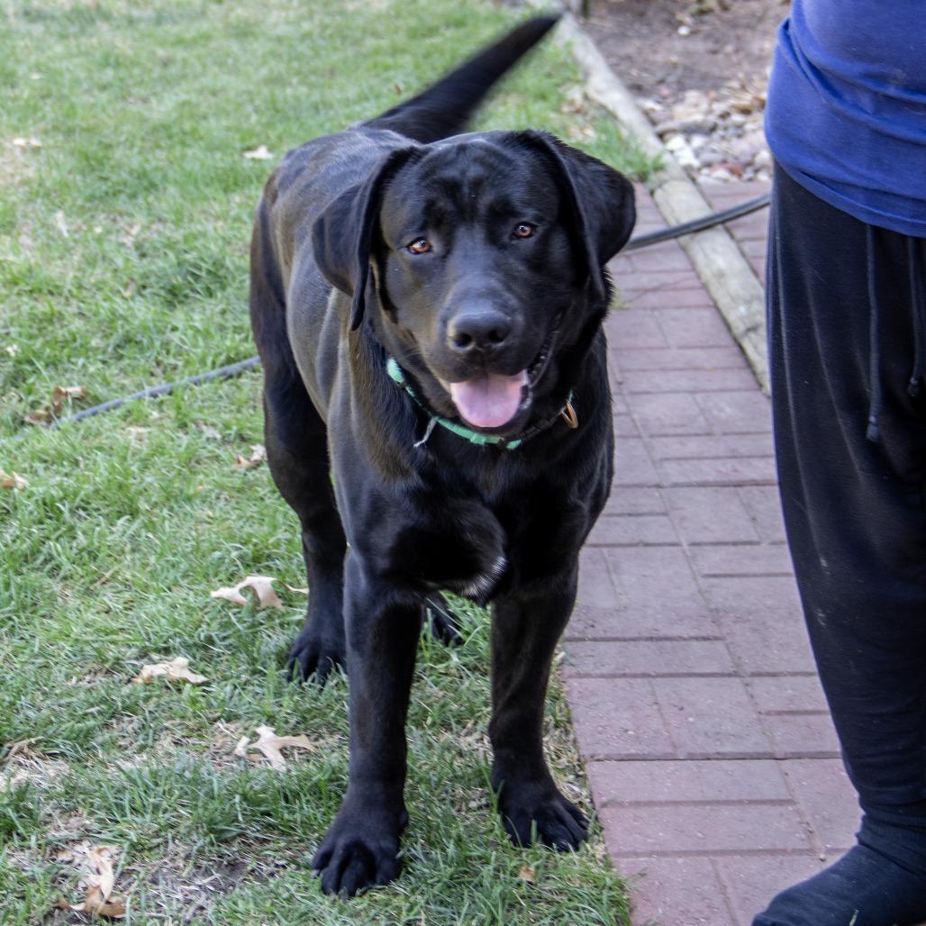 Enlarge Luca, a Adoptable Labrador Retriever in Wichita, KS image 3/6
