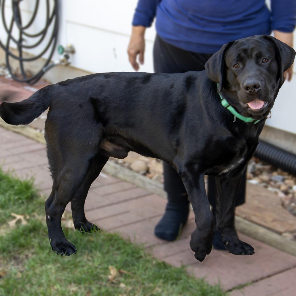 Enlarge Luca, a Adoptable Labrador Retriever in Wichita, KS image 4/6