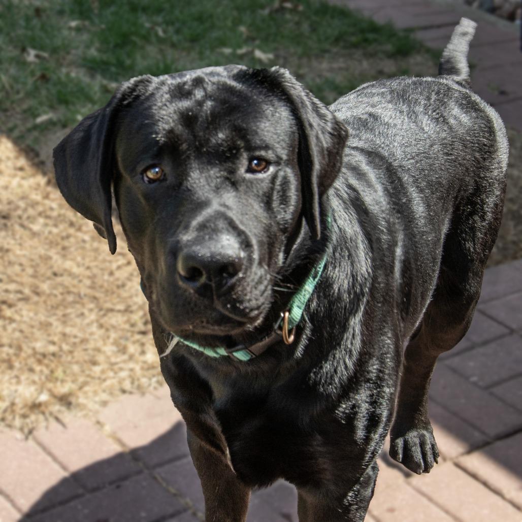 Enlarge Luca, a Adoptable Labrador Retriever in Wichita, KS image 5/6