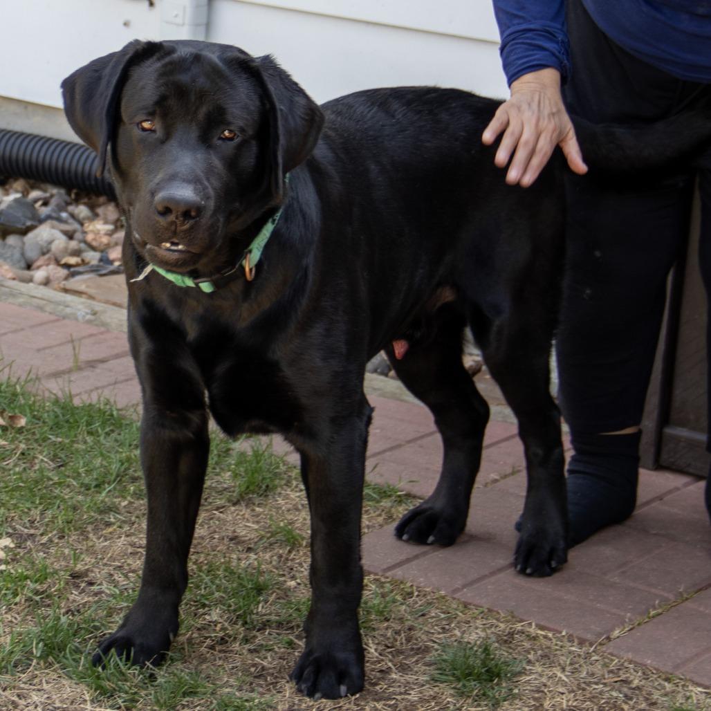 Enlarge Luca, a Adoptable Labrador Retriever in Wichita, KS image 6/6
