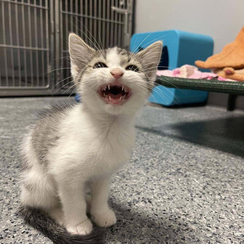 Mystery, Adopted, Kitten Male Domestic Short Hair.