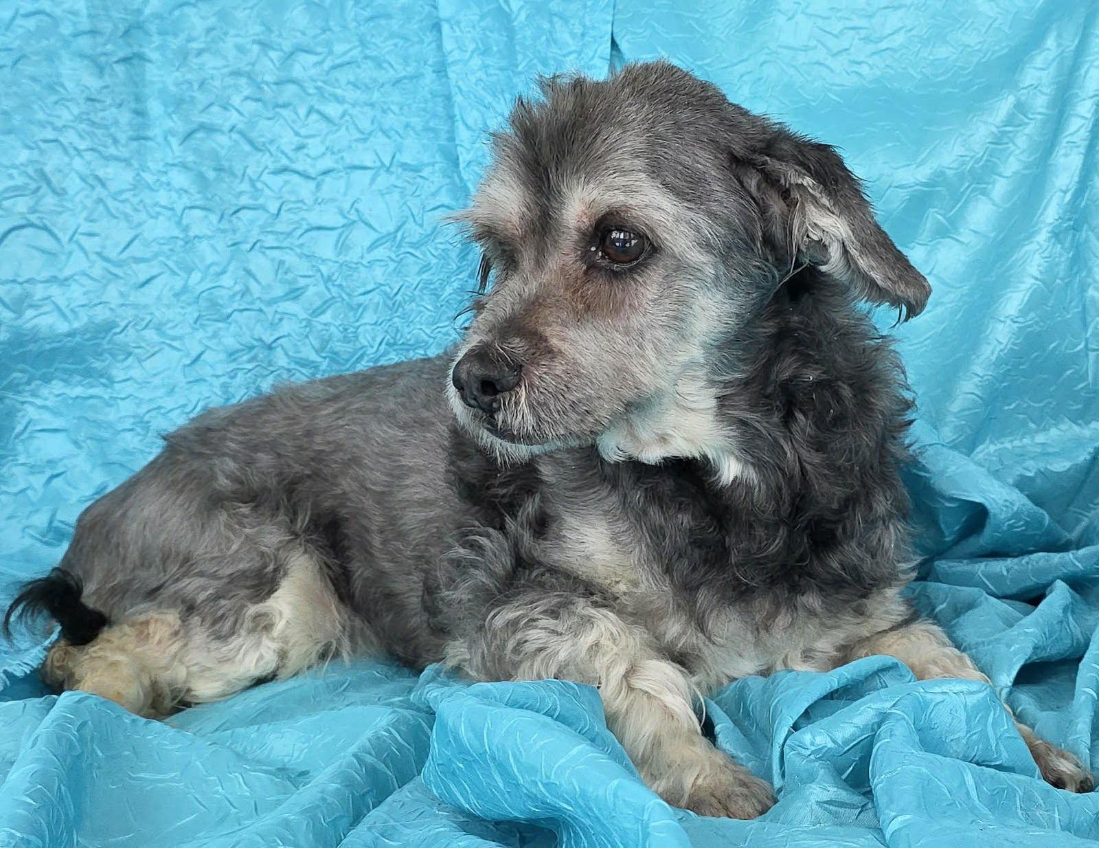 Enlarge Chewy, a Adoptable mixed breed in Cuba, NY image 1/3