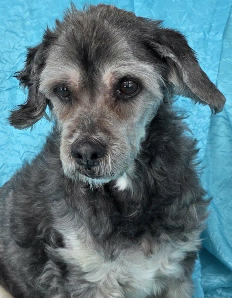 Enlarge Chewy, a Adoptable mixed breed in Cuba, NY image 2/3