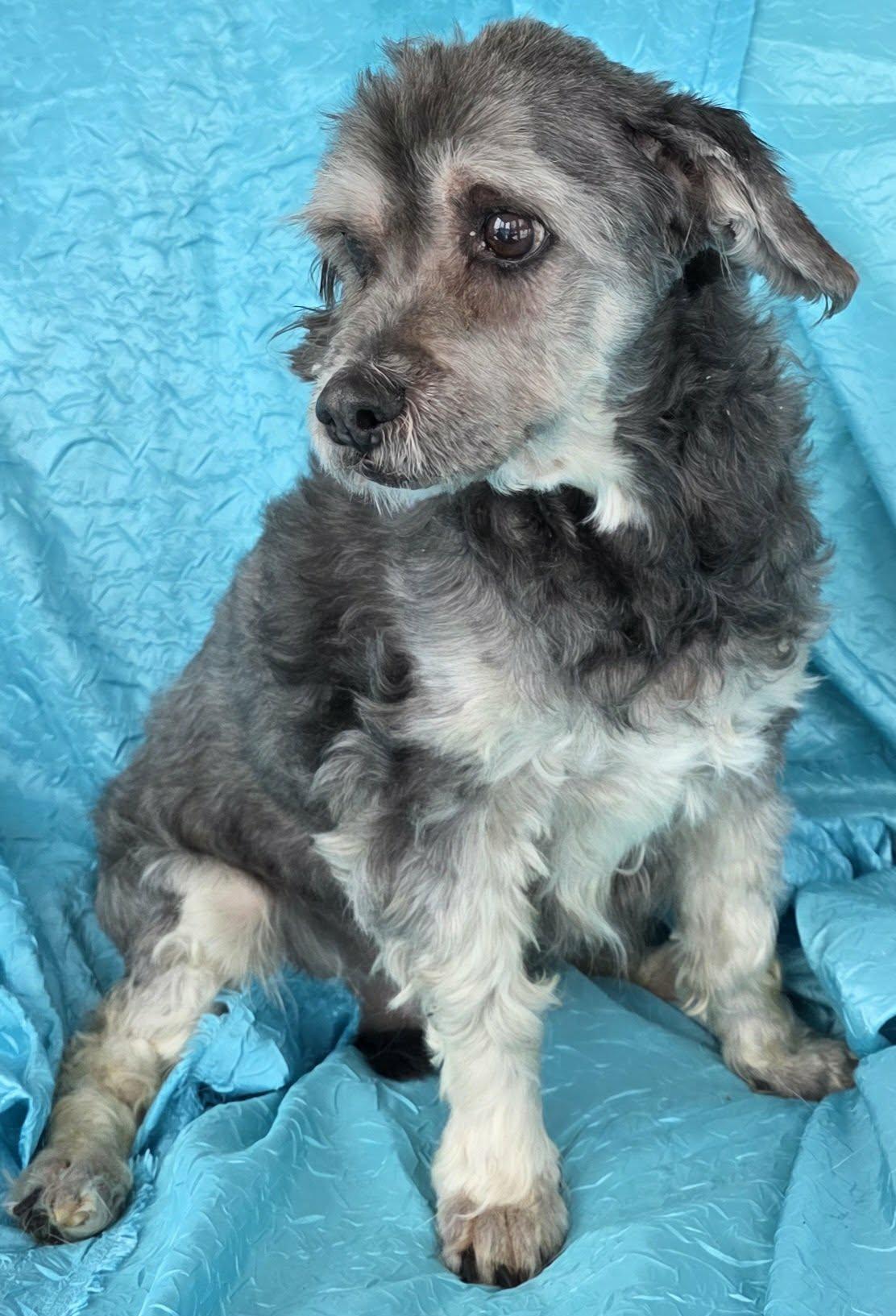 Enlarge Chewy, a Adoptable mixed breed in Cuba, NY image 3/3