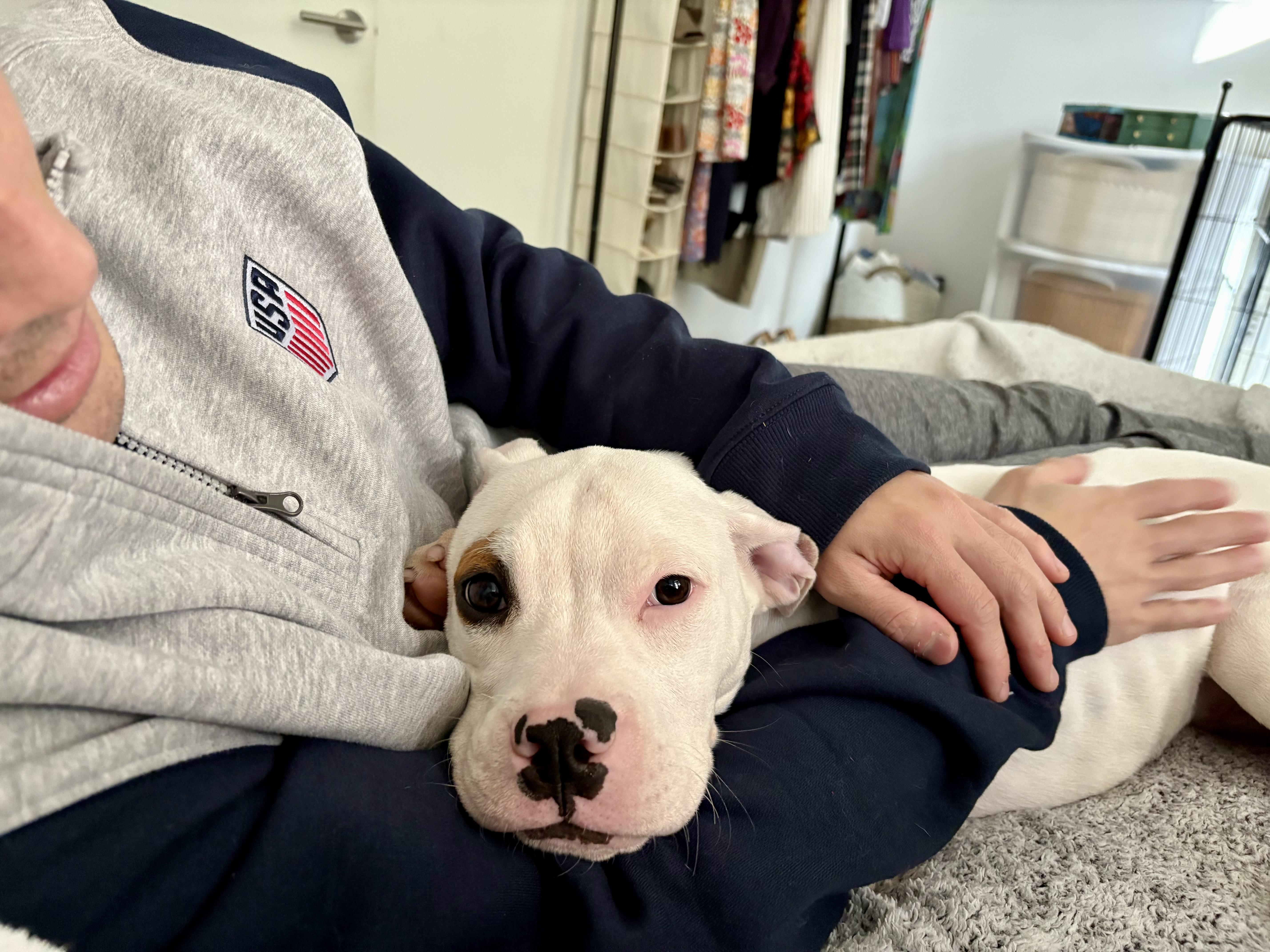 Enlarge Herman, a ADOPTABLE American Bully in North Miami, FL image 4/6