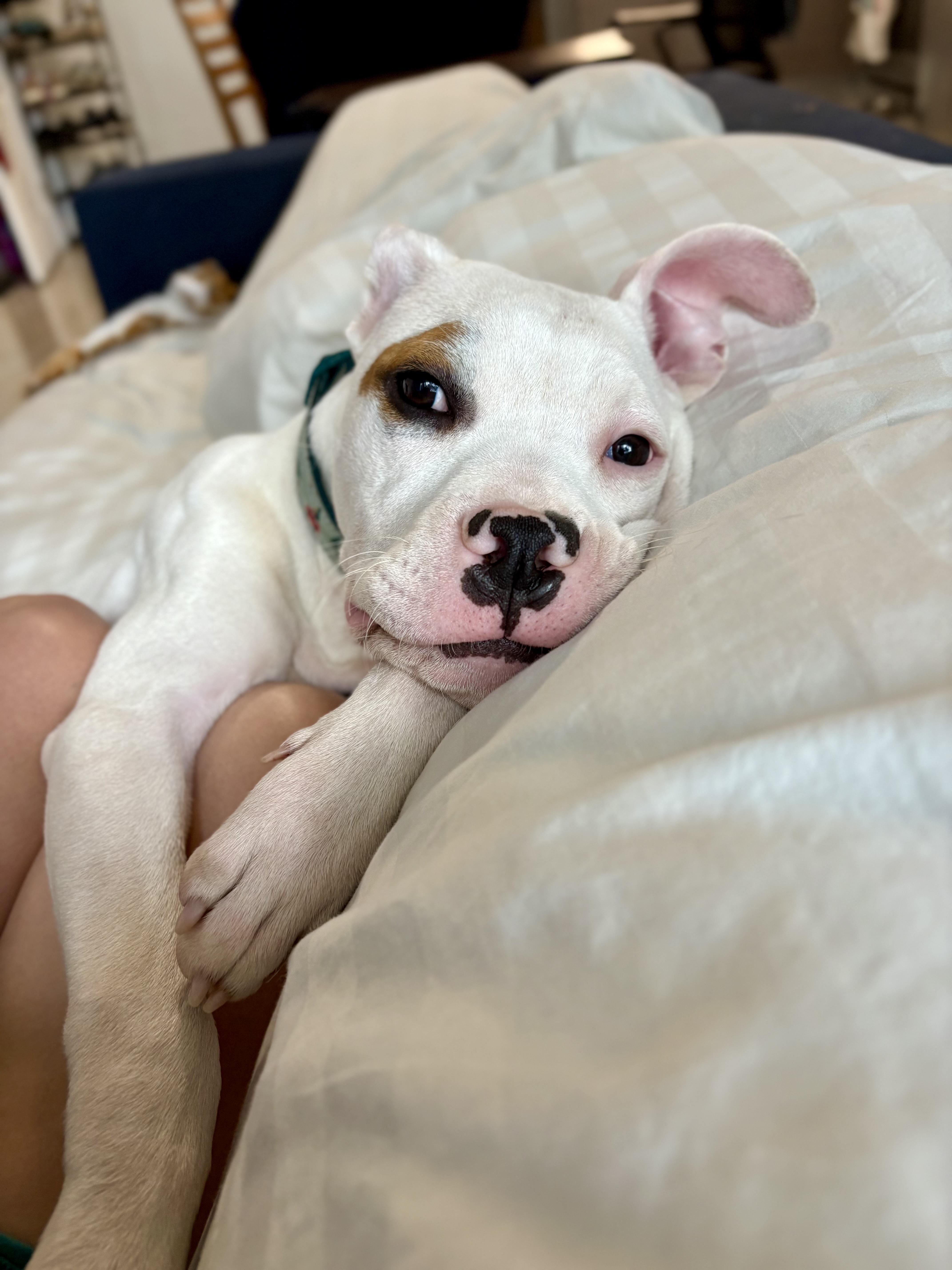 Enlarge Herman, a ADOPTABLE American Bully in North Miami, FL image 5/6