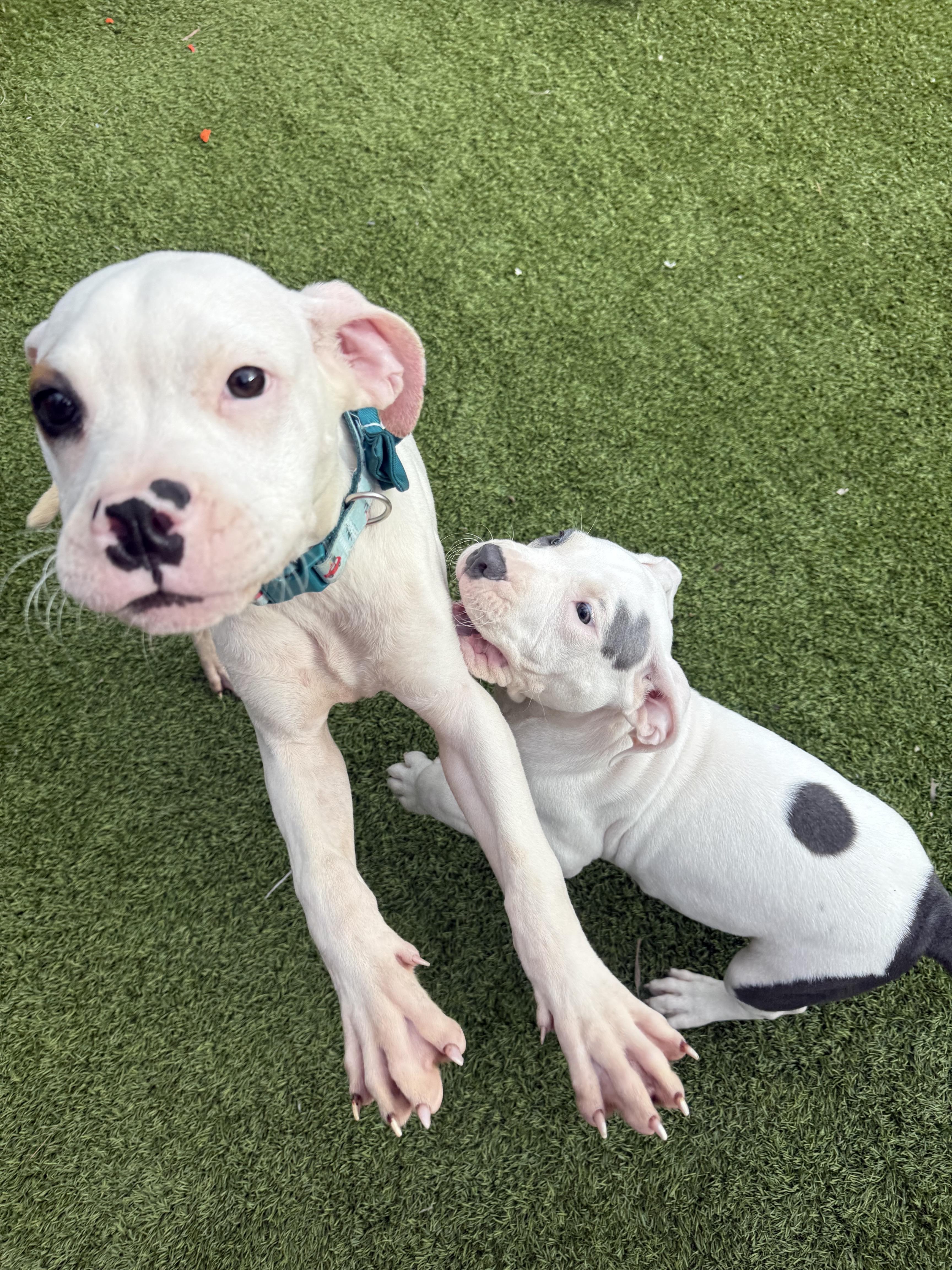Enlarge Herman, a ADOPTABLE American Bully in North Miami, FL image 2/6