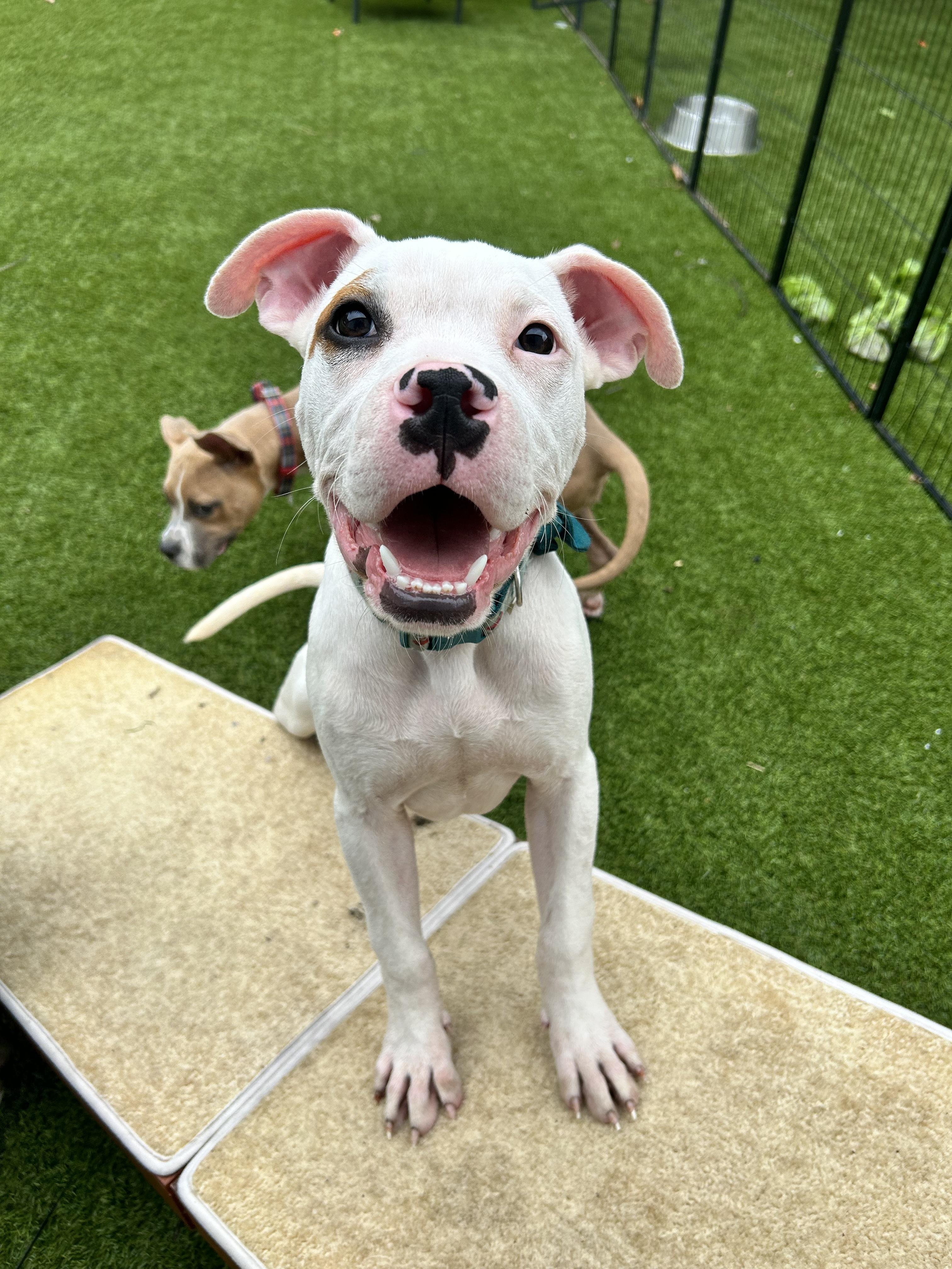 Herman, ADOPTABLE, Puppy Male American Bully.