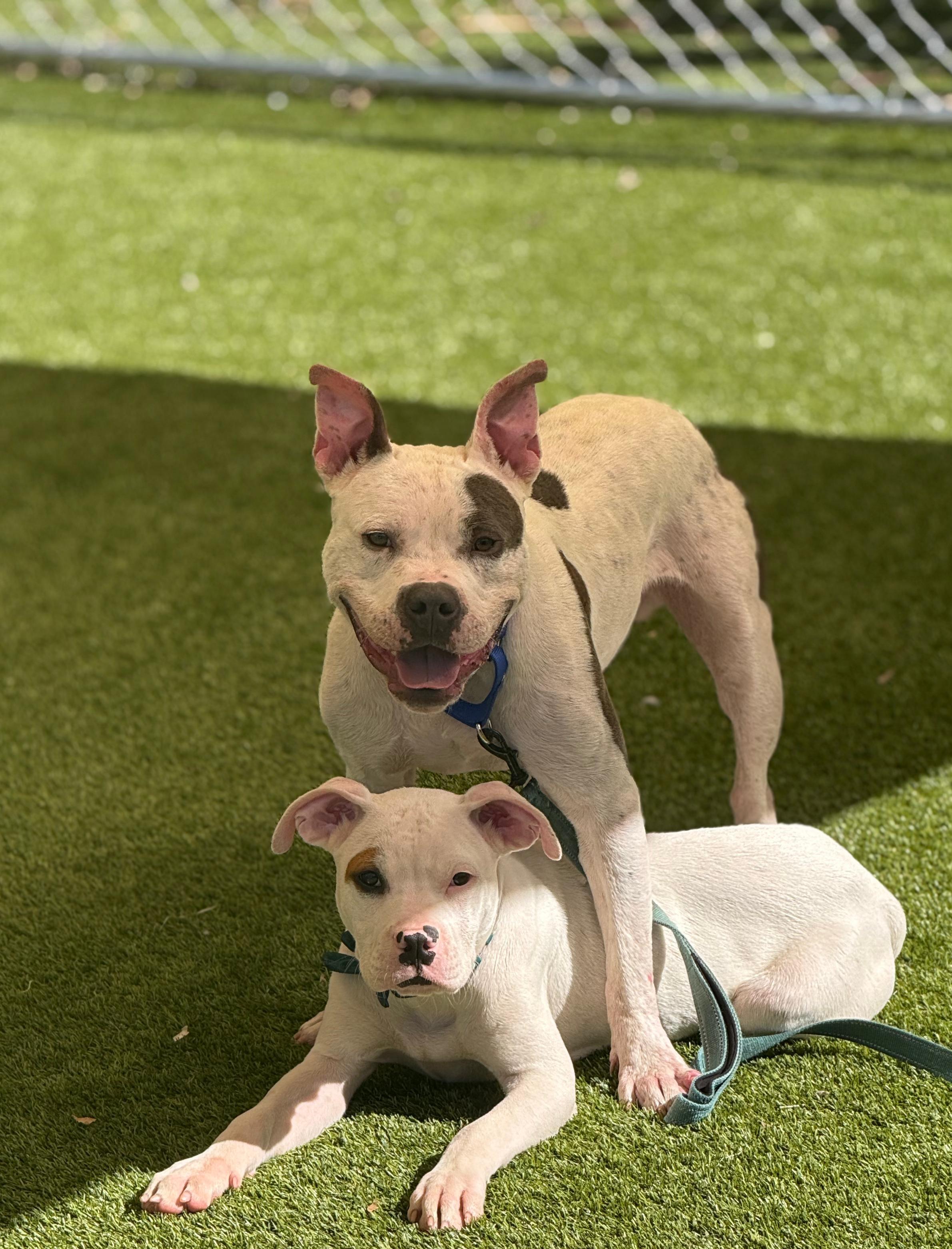 Enlarge Herman, a ADOPTABLE American Bully in North Miami, FL image 3/6