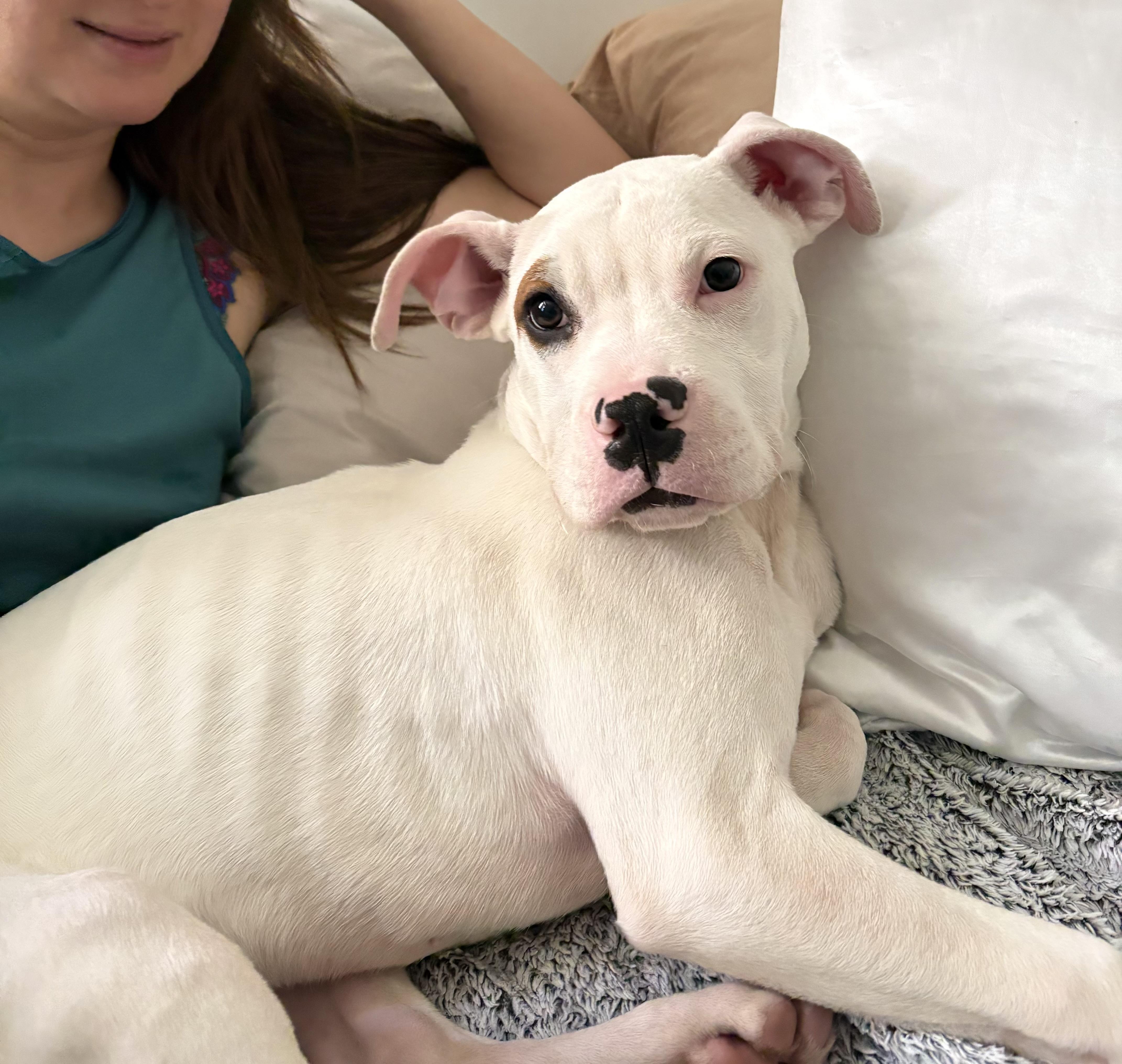 Enlarge Herman, a ADOPTABLE American Bully in North Miami, FL image 6/6