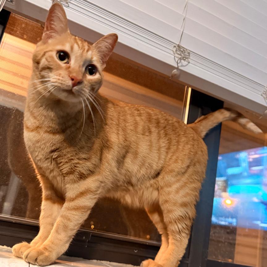Enlarge Oliver, a Adoptable Domestic Short Hair in Layton, UT image 1/1