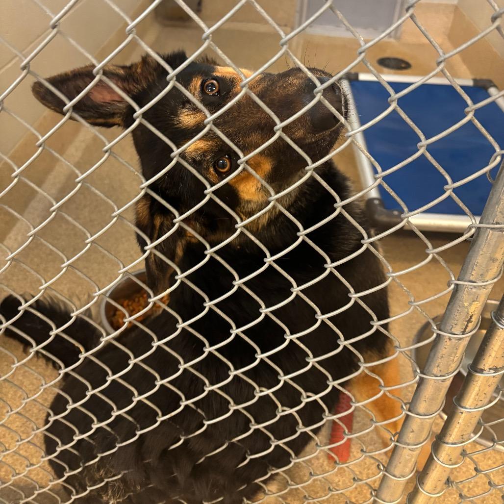 Rosie — thumbnail 3