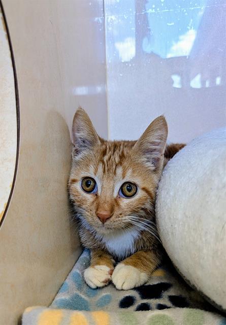 OPIE, Adoptable, Kitten Male Domestic Short Hair.