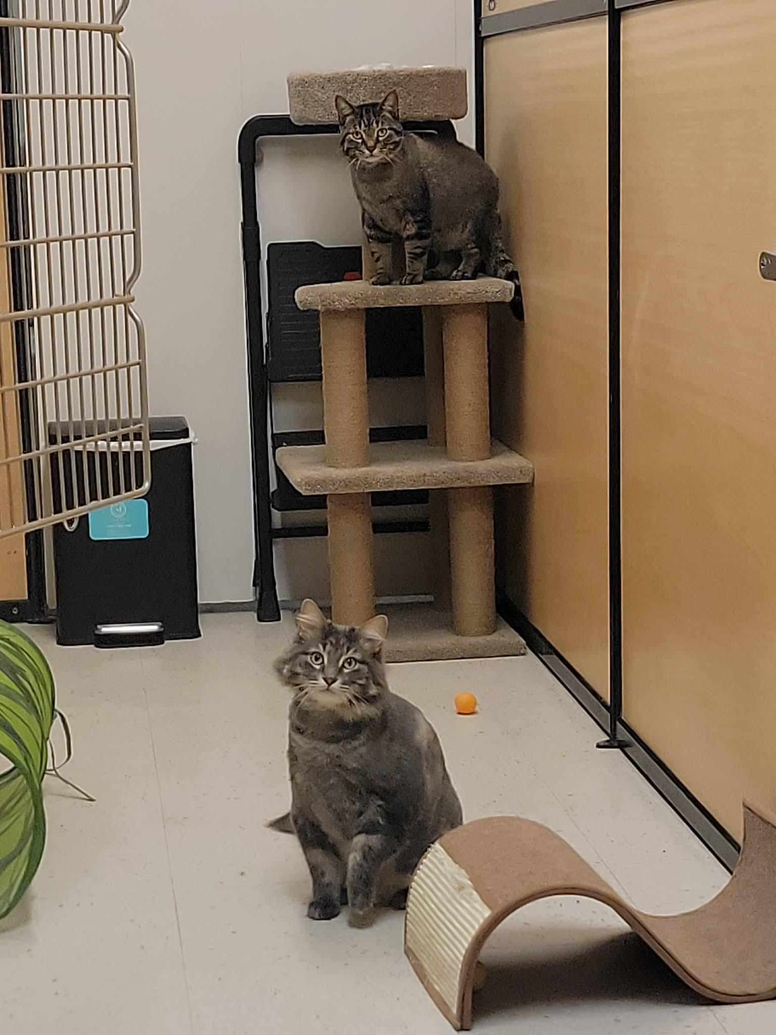 Enlarge Indy & Casper, a Adopted Domestic Short Hair in Caistor Centre, ON image 1/2