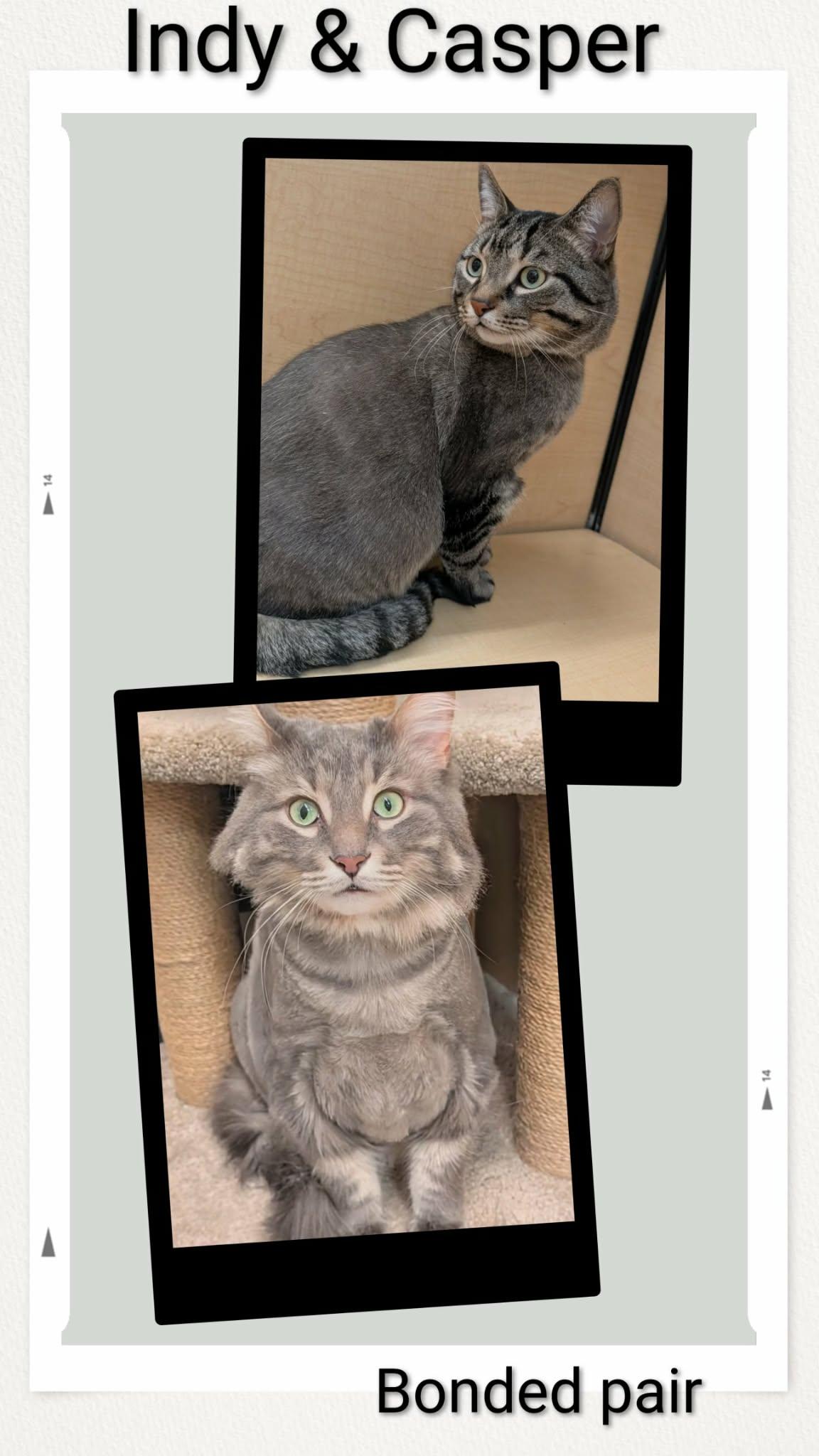 Indy & Casper, Adoptable, Young Male Domestic Short Hair.