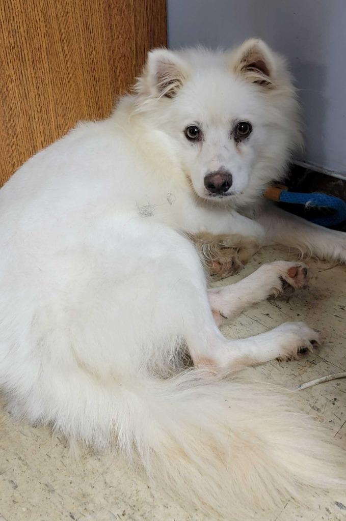 Sully, Adopted, Adult Male American Eskimo Dog.