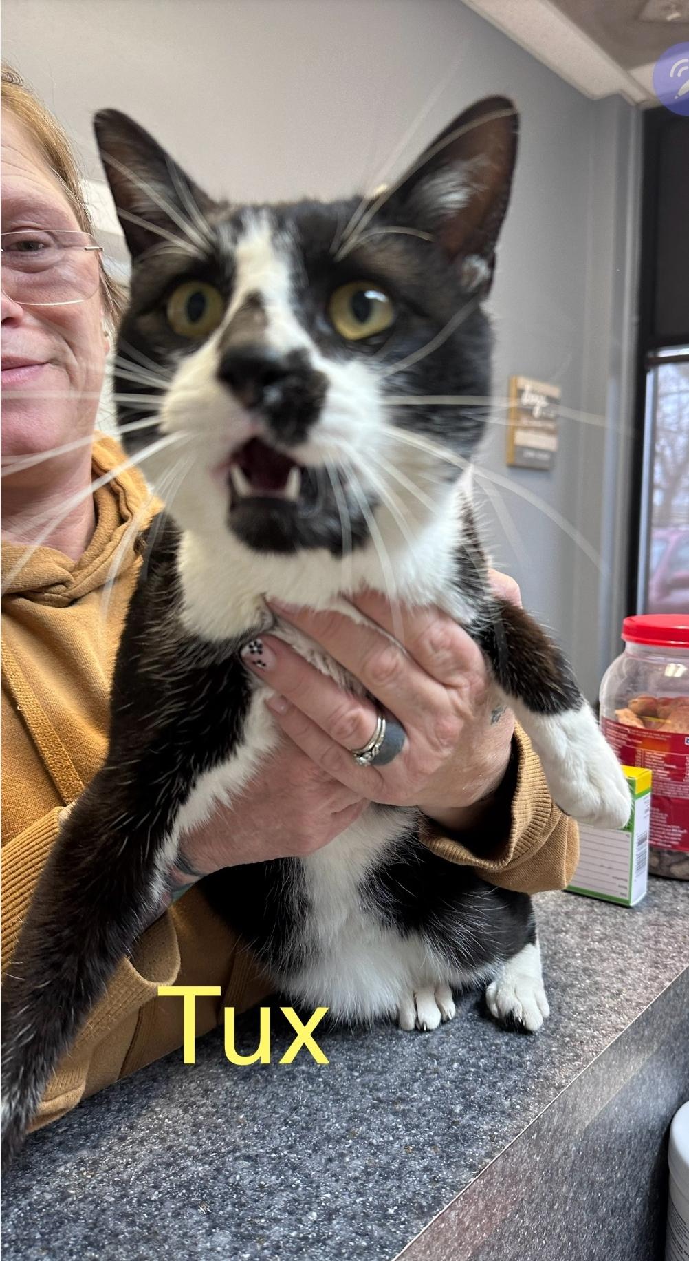 Enlarge Tux, an adopted Domestic Short Hair in Dyersburg, TN image 1/2