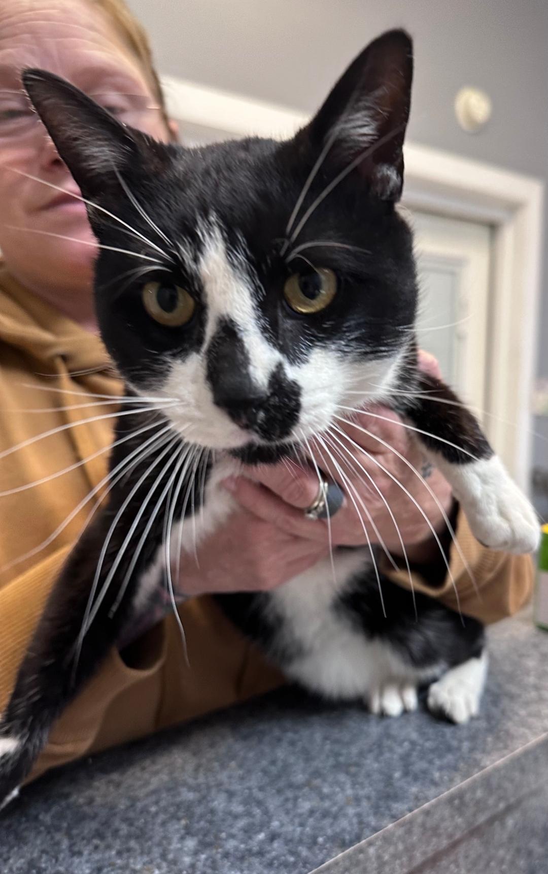 Enlarge Tux, an adopted Domestic Short Hair in Dyersburg, TN image 2/2