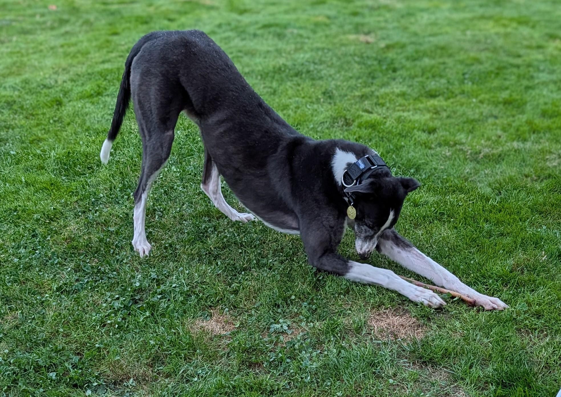 Enlarge Max, a Adoptable Greyhound in Seattle, WA image 5/6