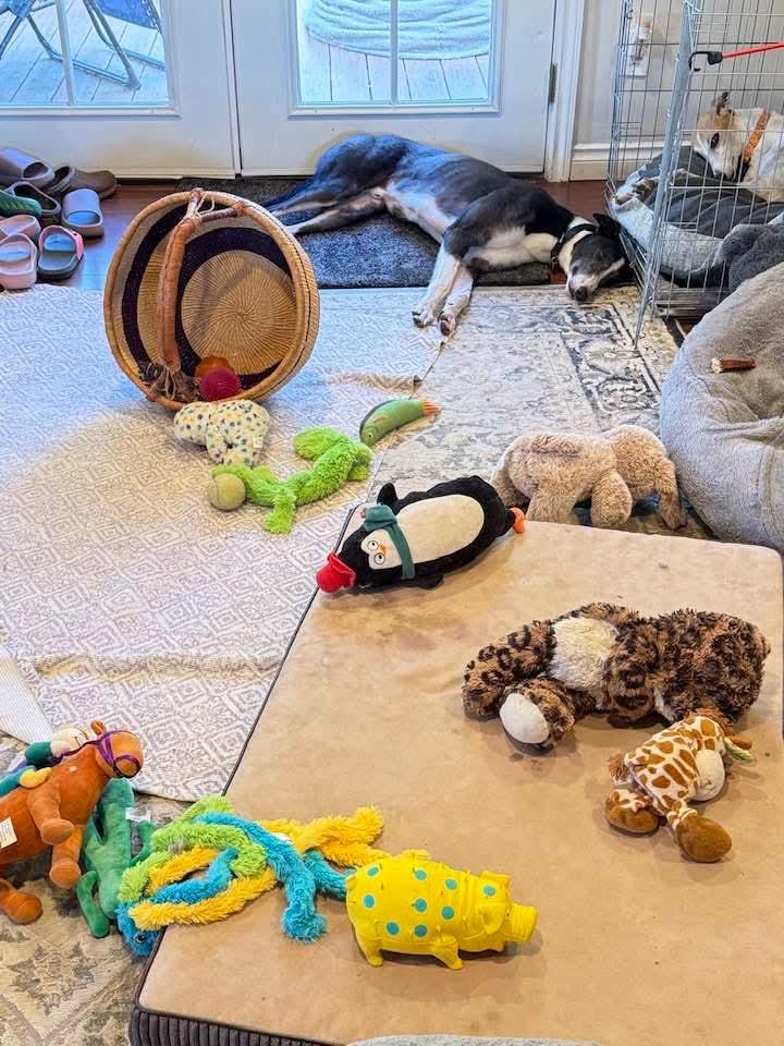 Enlarge Max, a Adoptable Greyhound in Seattle, WA image 4/6