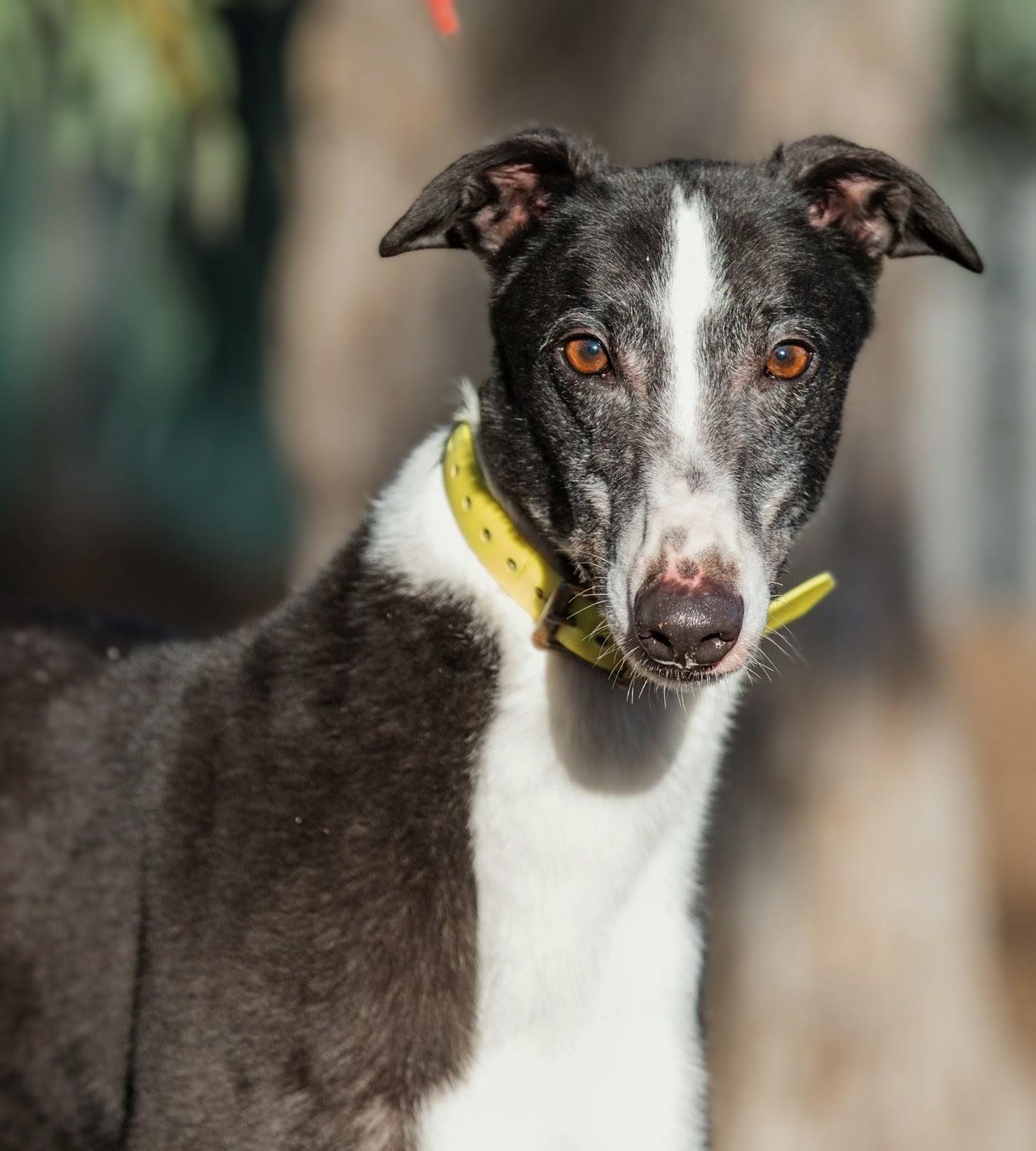 Enlarge Max, a Adoptable Greyhound in Seattle, WA image 2/6
