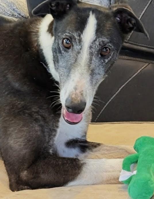 Max, Adoptable, Adult Male Greyhound.