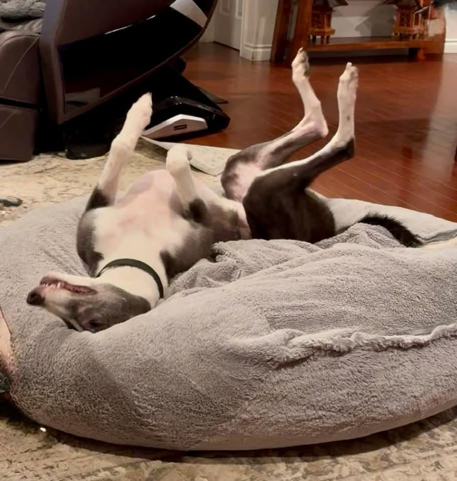 Enlarge Max, a Adoptable Greyhound in Seattle, WA image 3/6