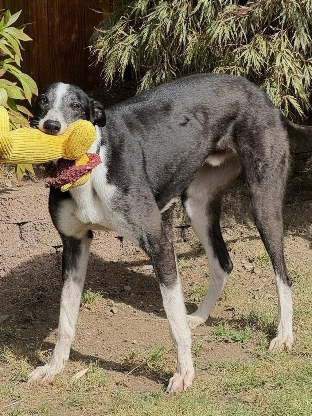 Enlarge Max, a Adoptable Greyhound in Seattle, WA image 6/6