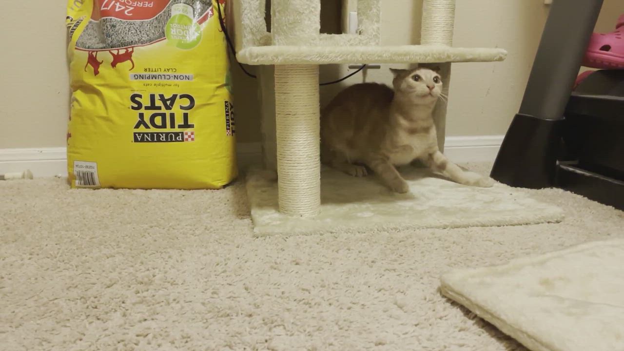 Enlarge Tristan, a Adopted mixed breed in Cypress, TX video 3/5