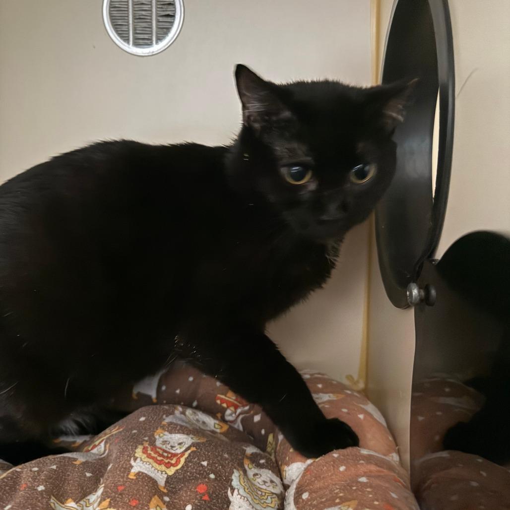 Enlarge Bonnie, a Adoptable Domestic Short Hair in Concord, NH image 1/2