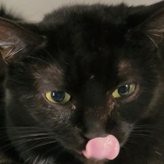 Enlarge Bonnie, a Adoptable Domestic Short Hair in Concord, NH image 2/2