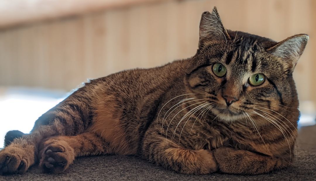 Enlarge Willa, a Adoptable Torbie in Milbank, SD image 1/1