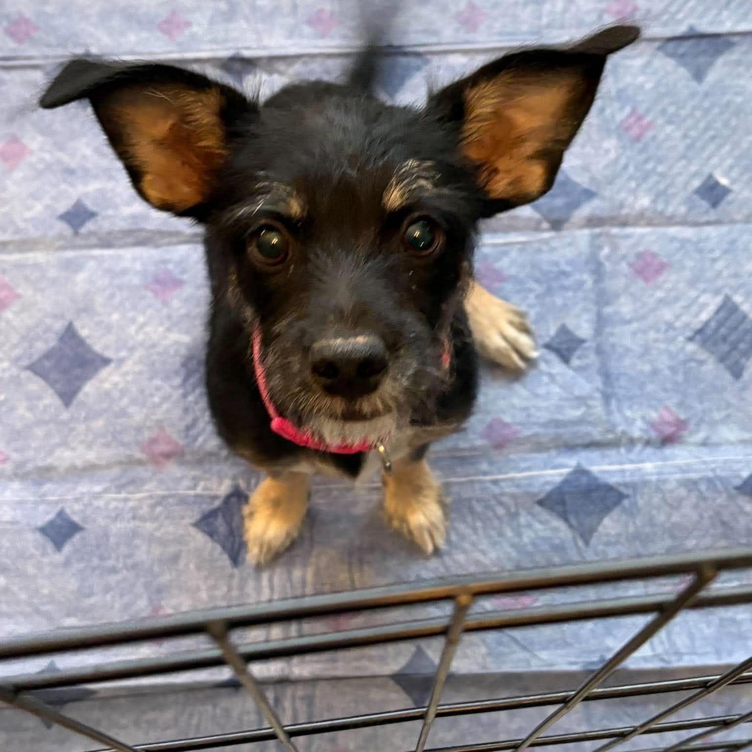 Enlarge Nina, a Adoptable mixed breed in Homer Glen, IL image 3/6