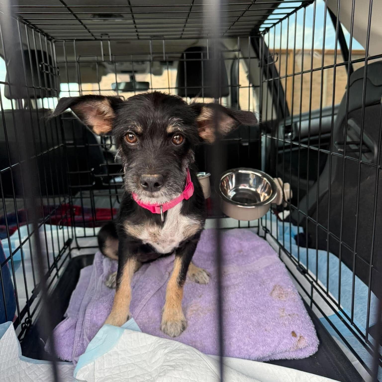Enlarge Nina, a Adoptable mixed breed in Homer Glen, IL image 5/6