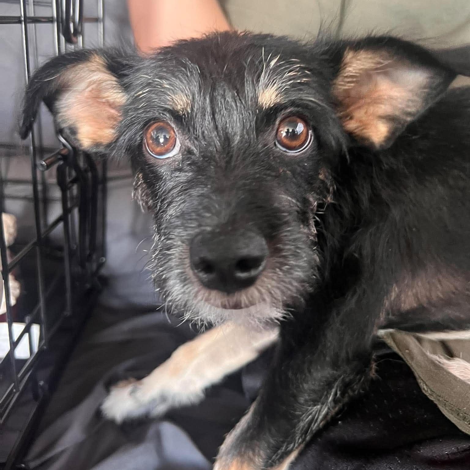 Nina, Adoptable, Puppy Female Miniature Schnauzer.