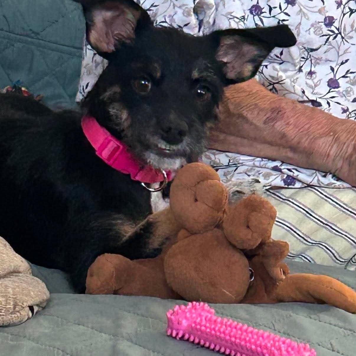 Enlarge Nina, a Adoptable mixed breed in Homer Glen, IL image 2/6