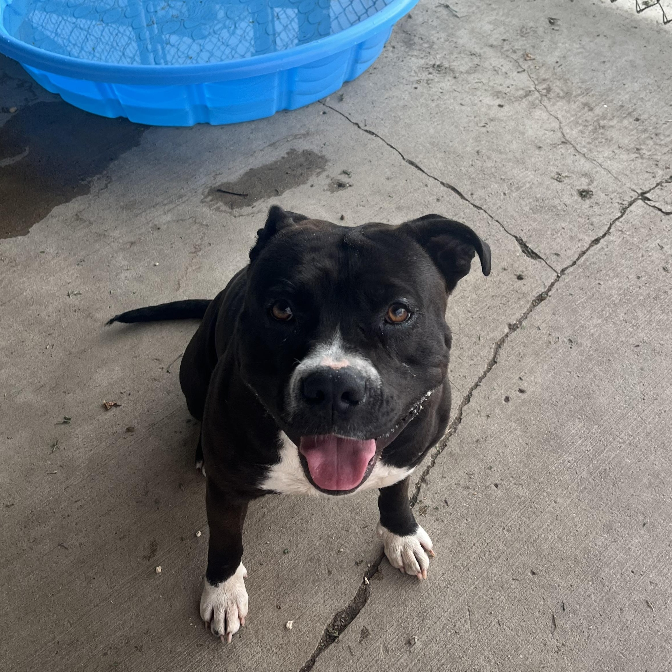 Ronnie, an adoptable Pit Bull Terrier in Jamestown, ND, 58402 | Photo Image 2