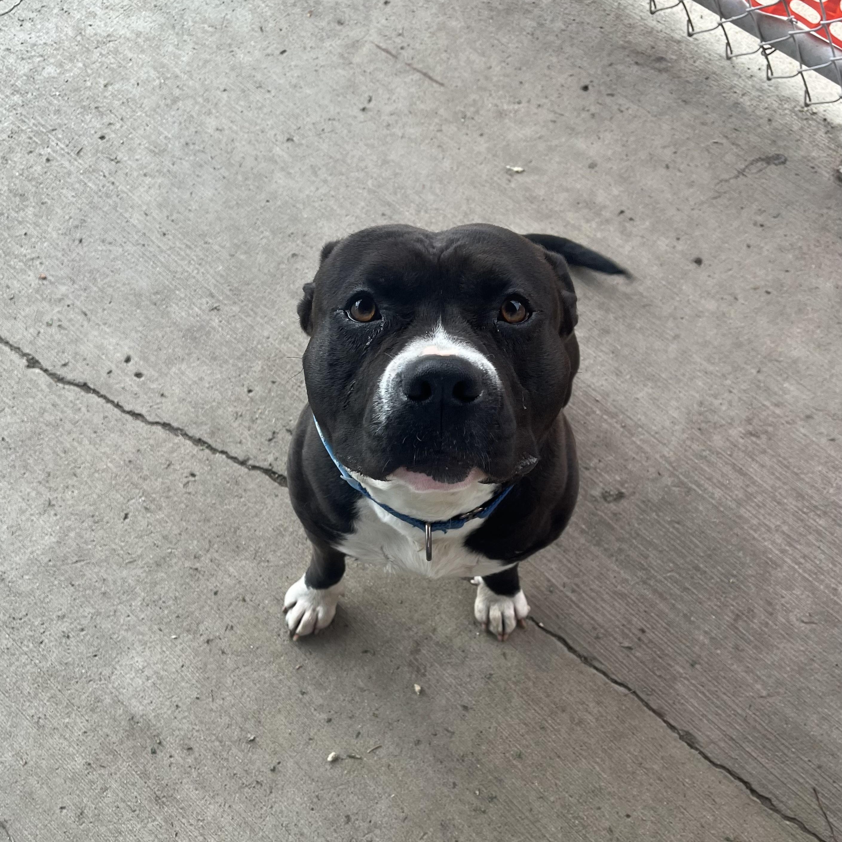 Ronnie, an adoptable Pit Bull Terrier in Jamestown, ND, 58402 | Photo Image 3