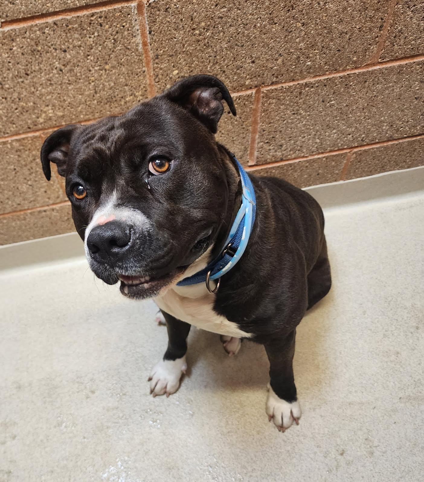 Ronnie, an adoptable Pit Bull Terrier in Jamestown, ND, 58402 | Photo Image 1