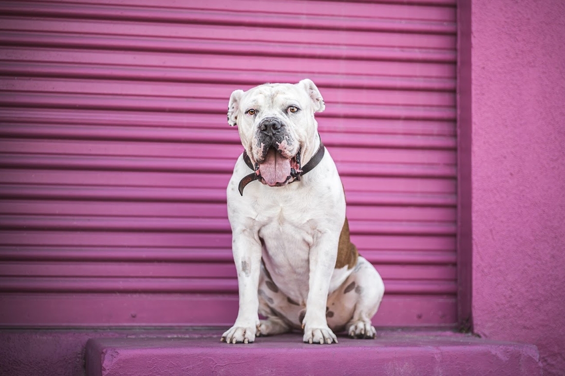Enlarge Bruno, a Adoptable American Bulldog in Woodland Hills, CA image 1/5