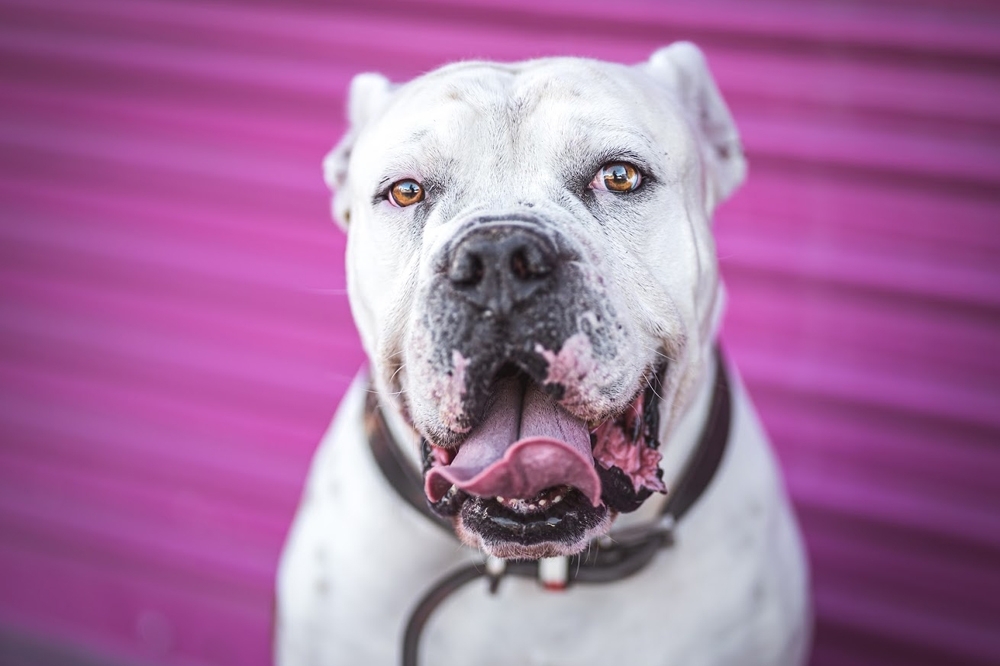 Enlarge Bruno, a Adoptable American Bulldog in Woodland Hills, CA image 2/5