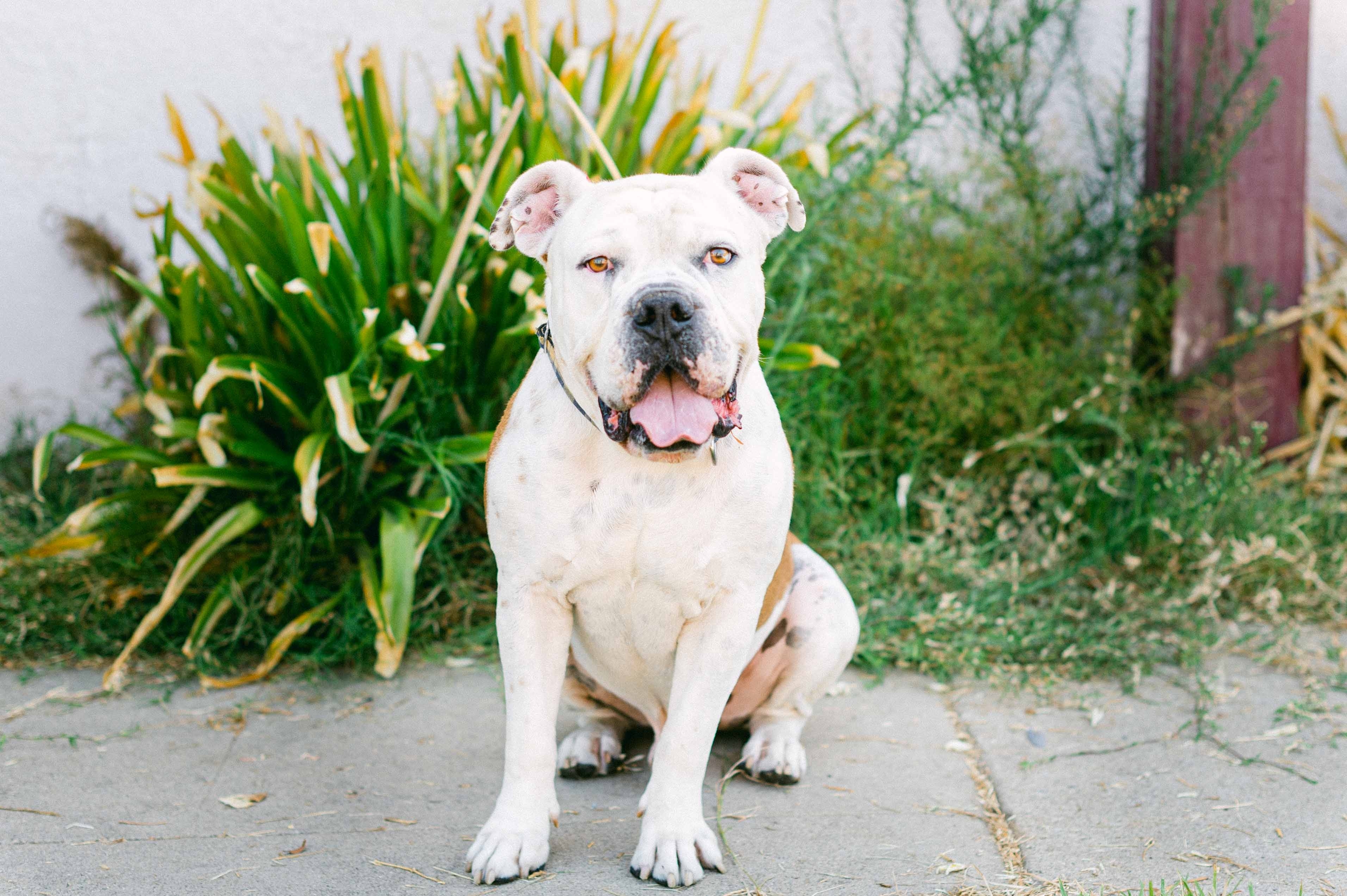 Enlarge Bruno, a Adoptable American Bulldog in Woodland Hills, CA image 3/5