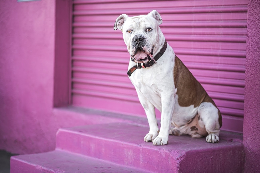 Enlarge Bruno, a Adoptable American Bulldog in Woodland Hills, CA image 4/5