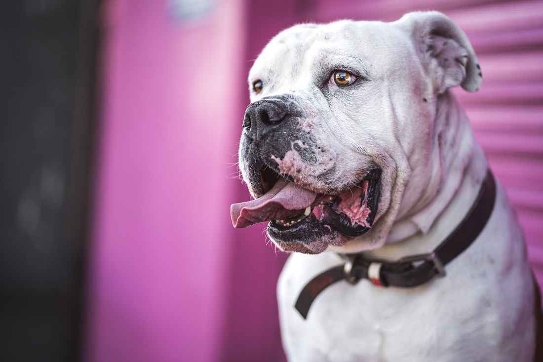 Enlarge Bruno, a Adoptable American Bulldog in Woodland Hills, CA image 5/5