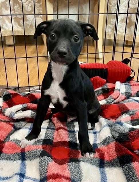 Enlarge Paolo, a Adopted Mixed Breed in Ronkonkoma, NY image 1/1